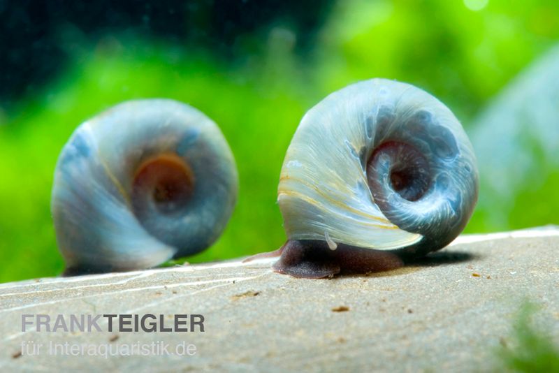 Kleine Posthornschnecke blau, Planorbella duryi var. 'Blau'