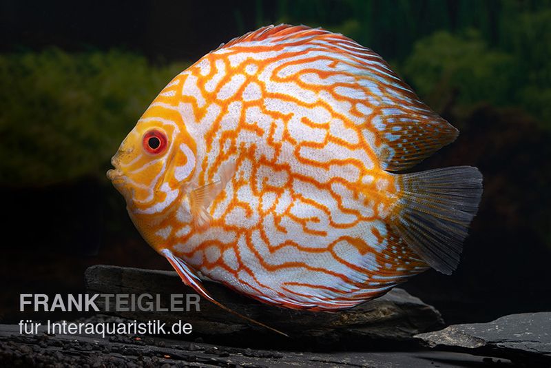 Diskusfisch ASIA-NZ, Symphysodon discus Checkerboard, 2 Zoll, 5-6 cm