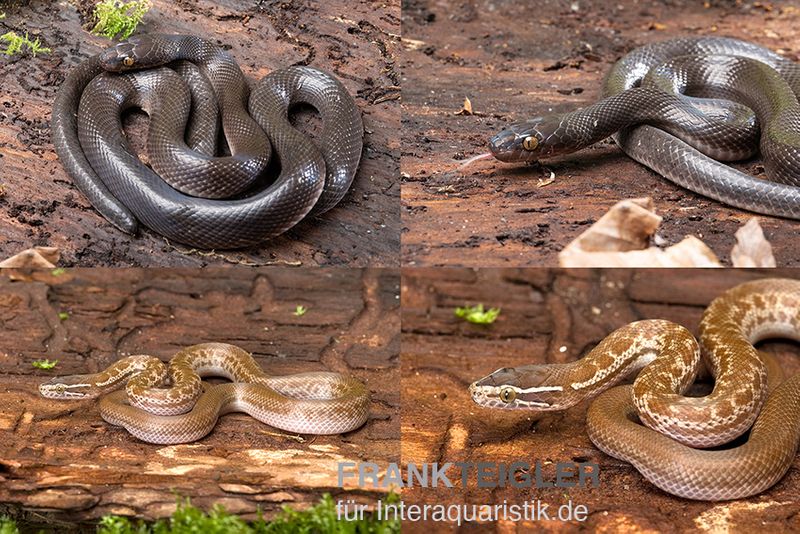 Afrikanische Hausschlange, Lamprophis fuliginosus, Braune Hausschlange