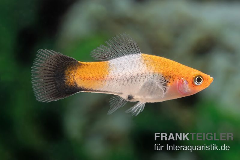 Koi-Schwertträger rot-weiß-schwarz (tricolor), Xiphophorus helleri, Zufällig ausgewählt