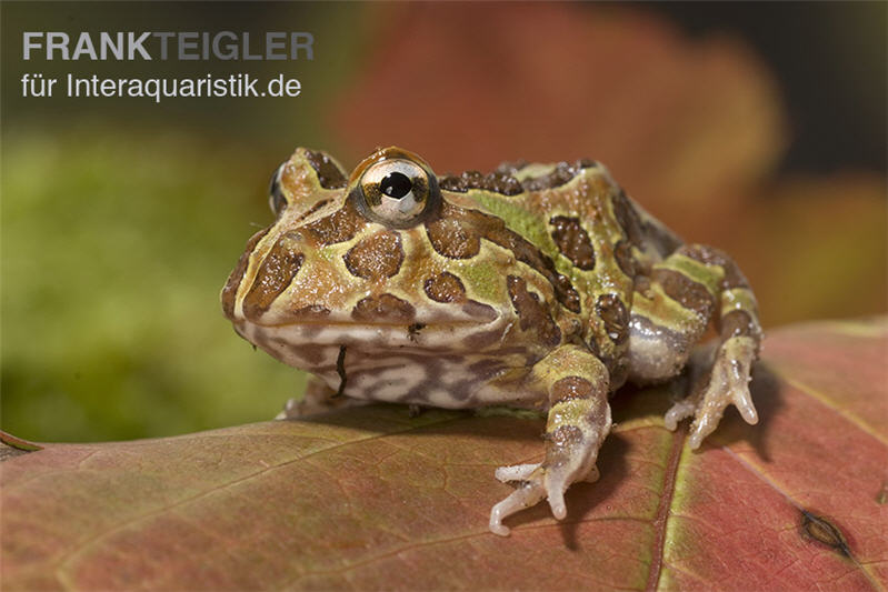 Pacman-Frog, Schmuckhornfrosch, Ceratophrys cranwelli