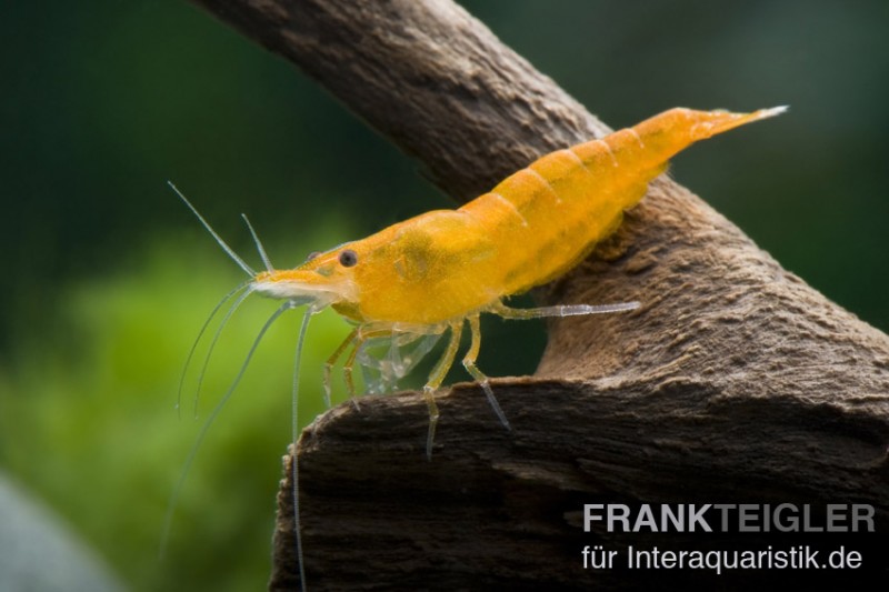 Sakura Orange Garnele, Neocaridina davidi