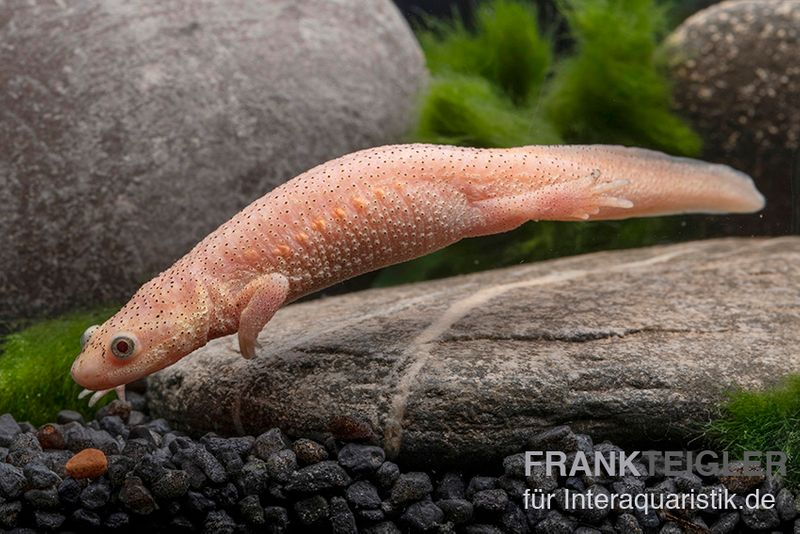 Spanischer Albino-Rippenmolch, Pleurodeles waltl albino