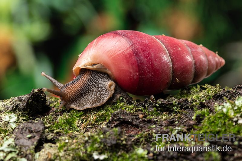 Rote Hausschnecke, Limicolaria sp. "Deep Red"