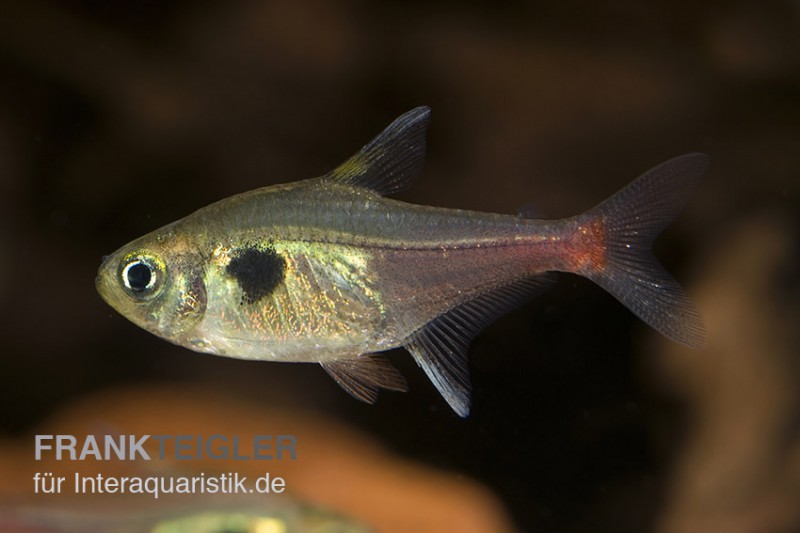 Gelber Phantomsalmler, Hyphessobrycon roseus