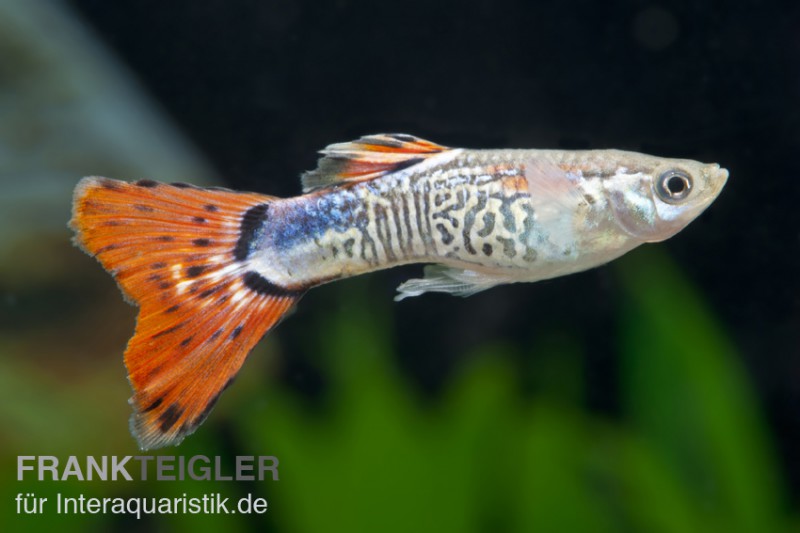 Guppy Cobra rot, Poecilia reticulata, Männchen