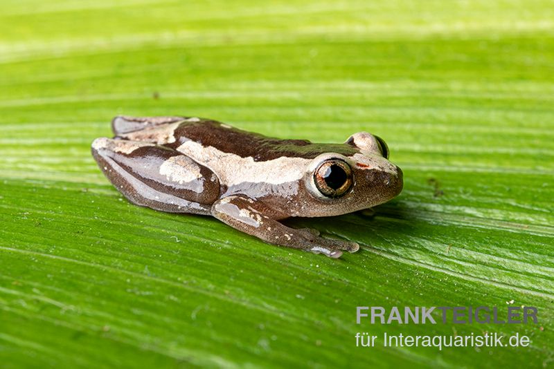 Brauner Bananenfrosch, Afrixalus dorsalis