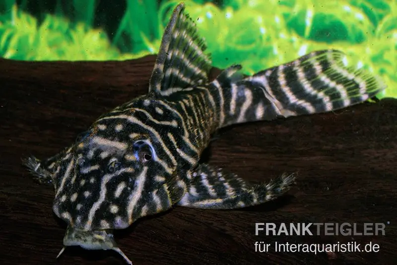 Kolumbianischer Zebrawels, L129, Hypancistrus debilittera, 4-6 cm