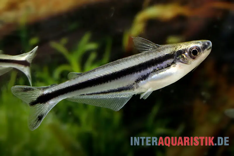 Afrikanischer Glaswels, Pareutropius debauwi, 4-6 cm