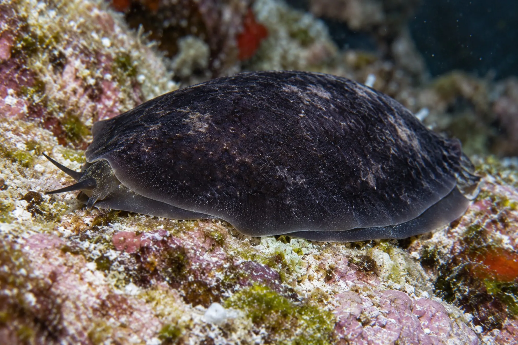 Spaltnapfschnecke, Scutus unguis