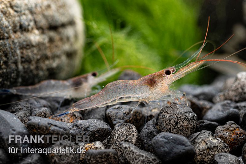 Blue-leg-Poso Garnele, Caridina caerulea