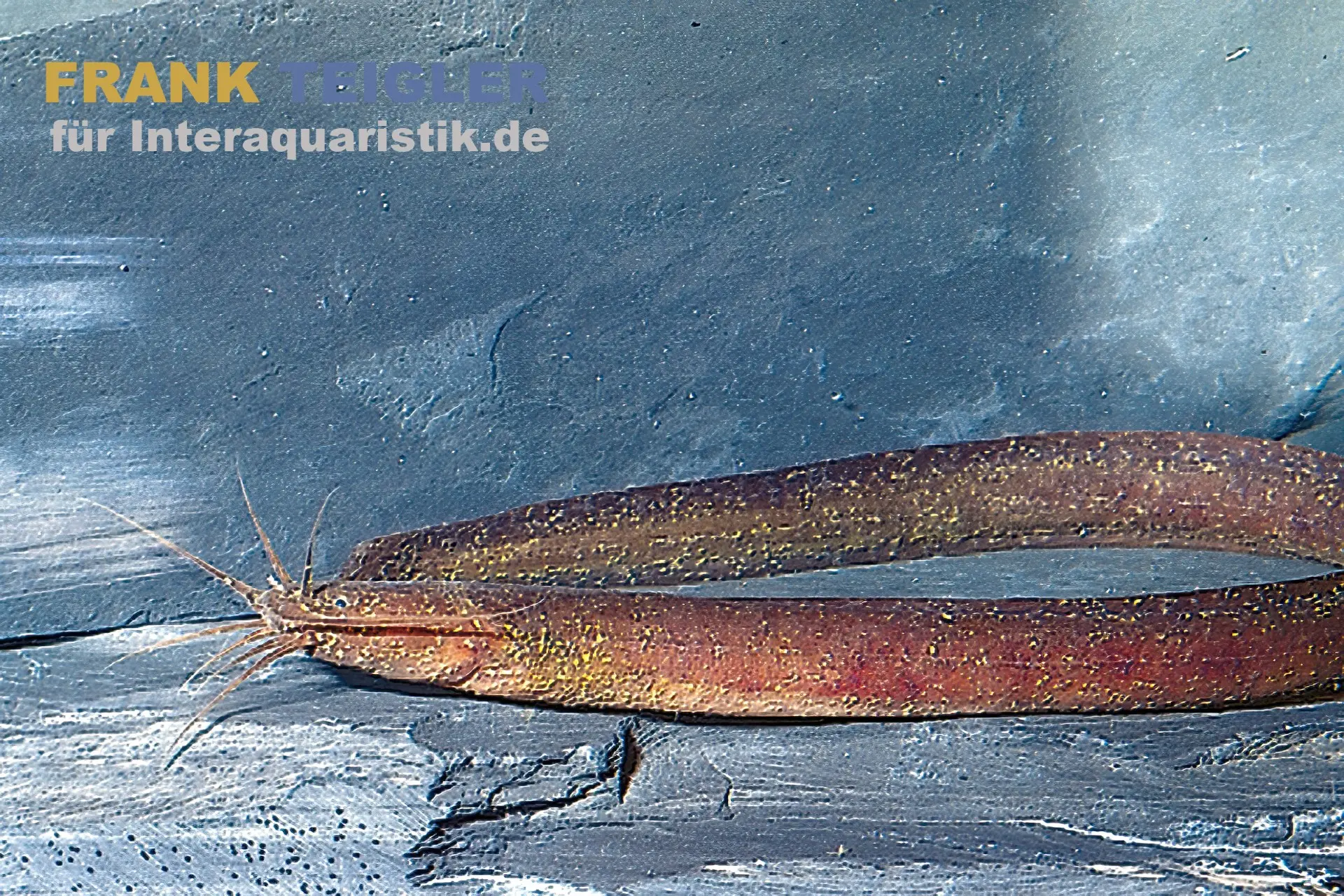 Afrikanischer Aalwels, Channallabes apus, 12-14 cm