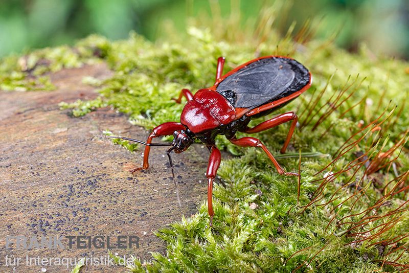 Rote Raubwanze, Ectrichodia sp. Nigeria