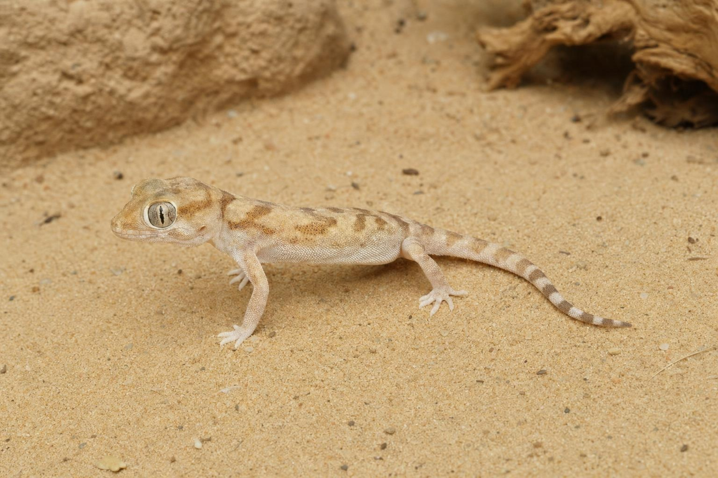 Dünnfingergecko „Assuan“, Stenodactylus sthenodactylus