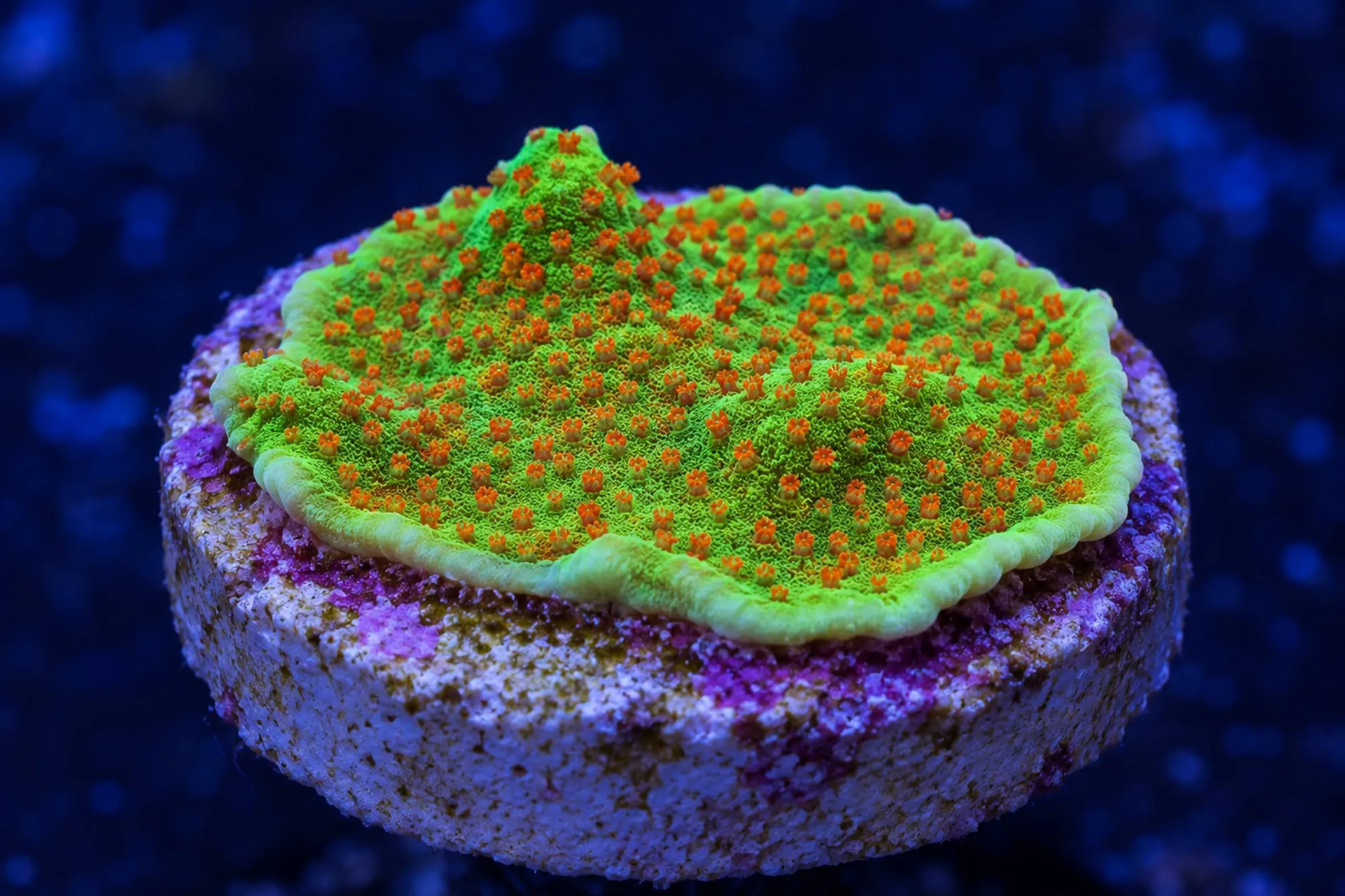 Montipora-Steinkoralle „Chilli Pepper“ (Nachzucht), Montipora spec., Größe S–M