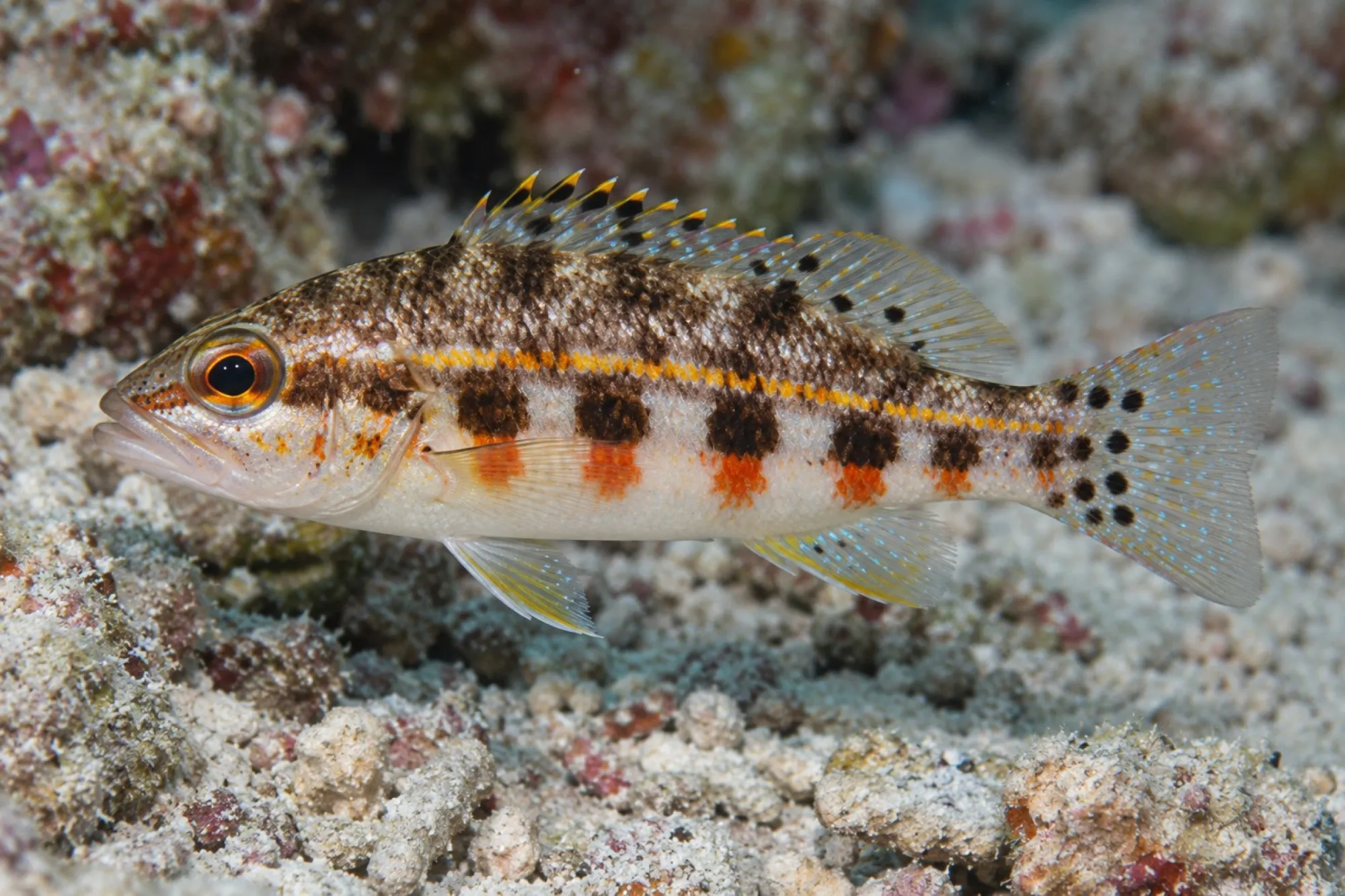 Laternen Sägebarsch, Serranus baldwini