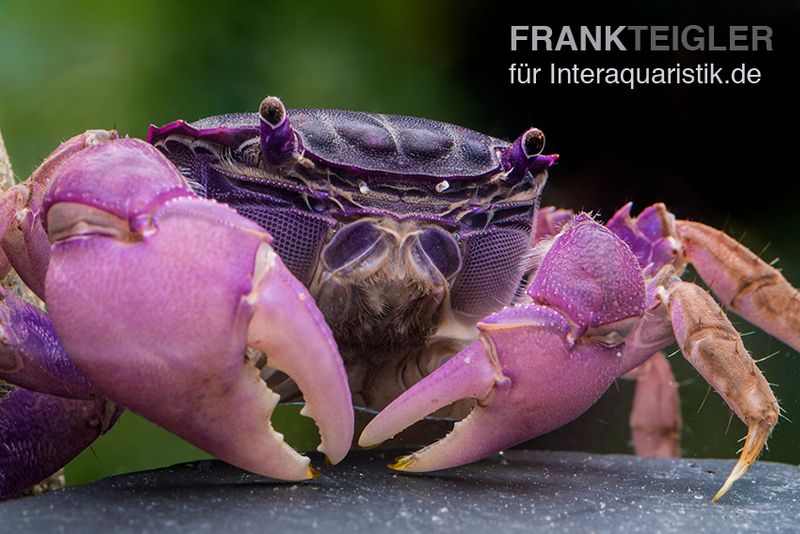 Lila Spider Crab, Neosarmatium sp. Purple, Zufällig ausgewählt