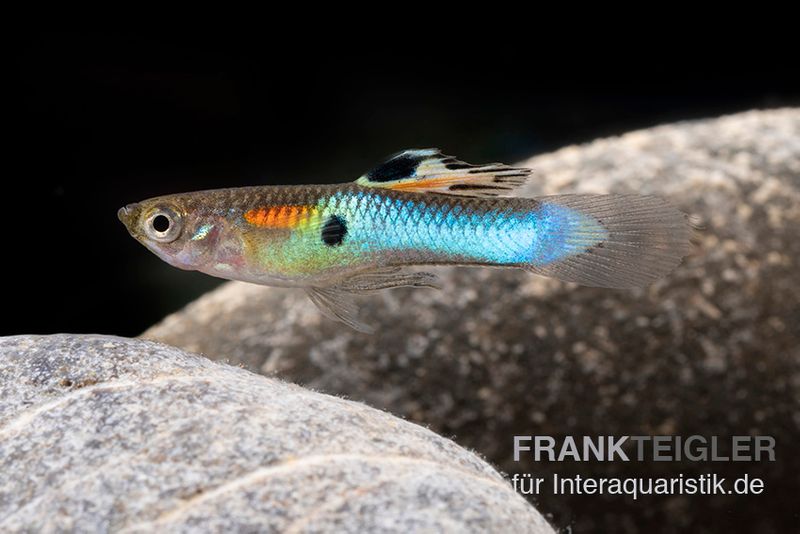 Neon Blue Endler Guppy, Poecilia wingei "Sky blue", Männchen