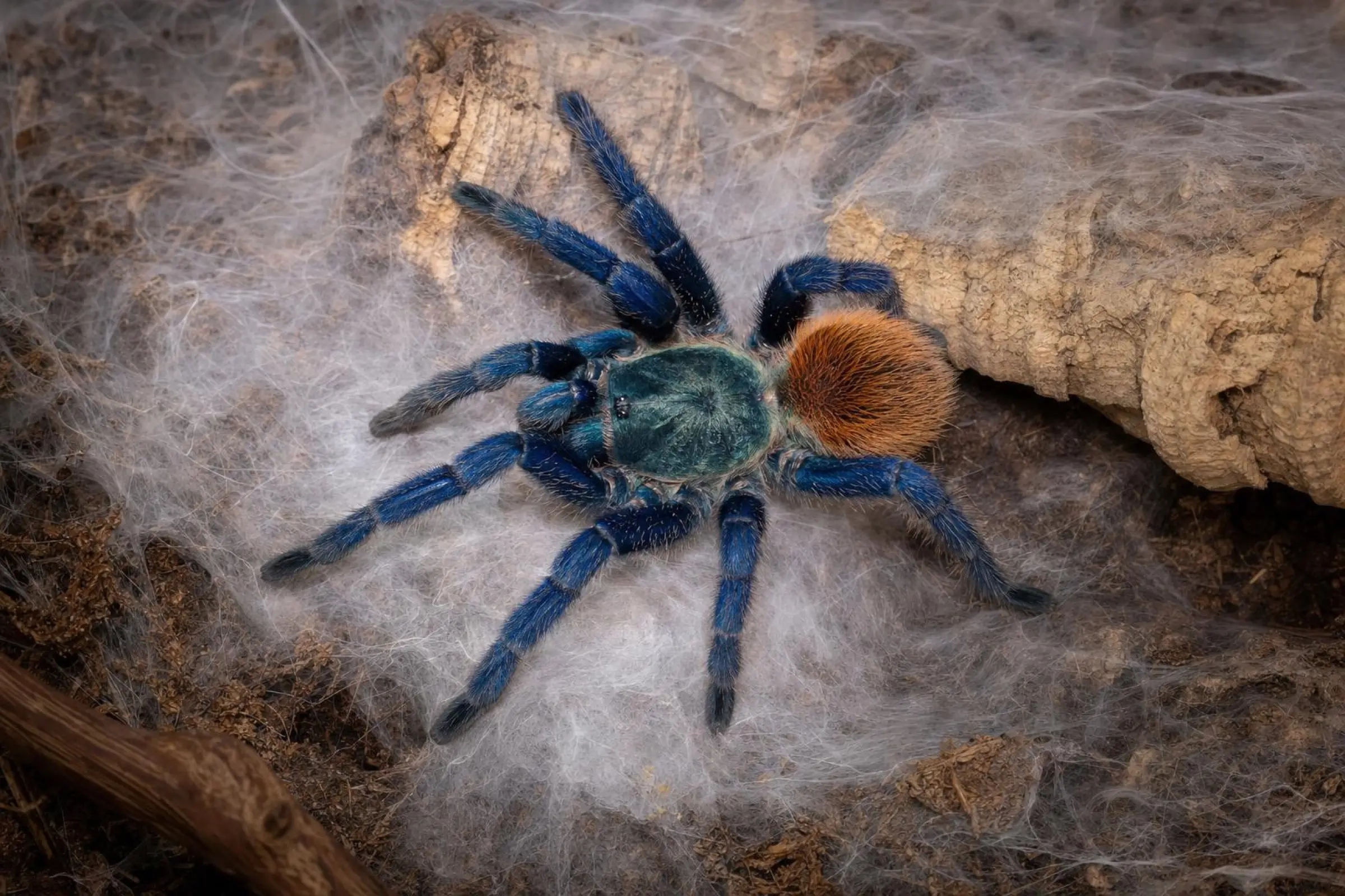 Cyanblaue Venezuela-Vogelspinne aus deutscher Nachzucht, Chromatopelma cyanopubescens