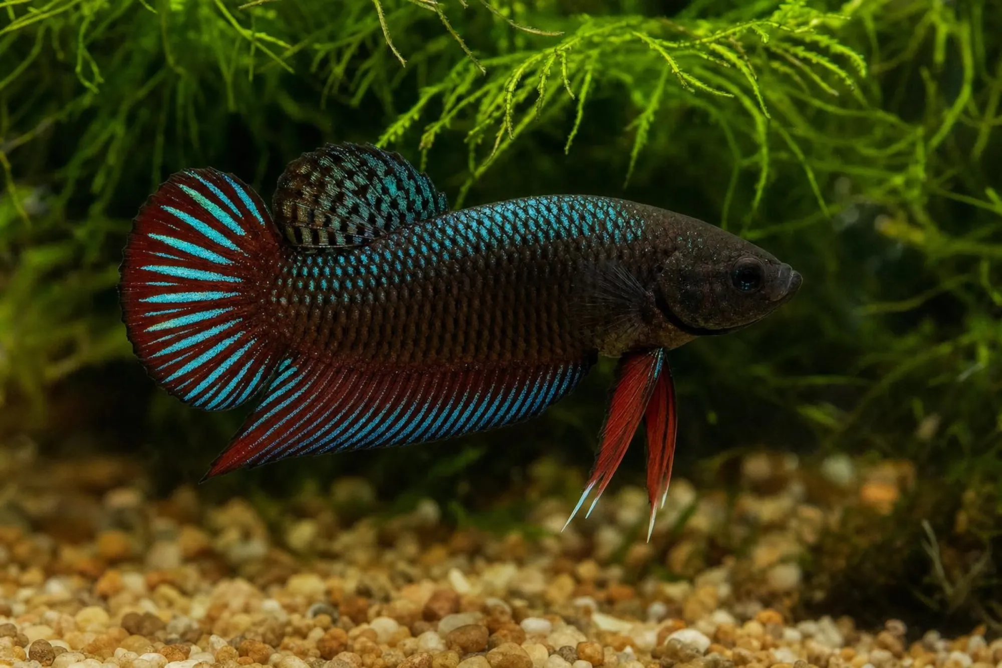 Roter Alien-Hybrid-Kampffisch, Männchen, Betta sp.