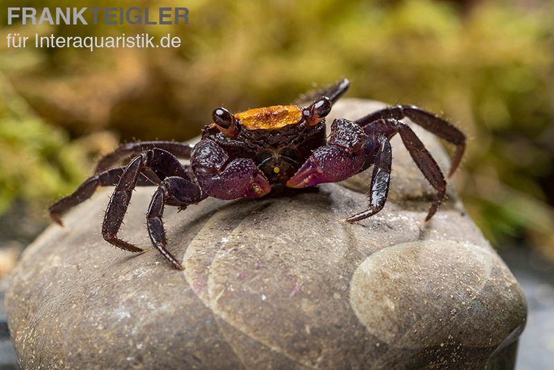 Schwarzfuss-Vampirkrabbe, Geosesarma sp. 'Black leg', Zufällig ausgewählt