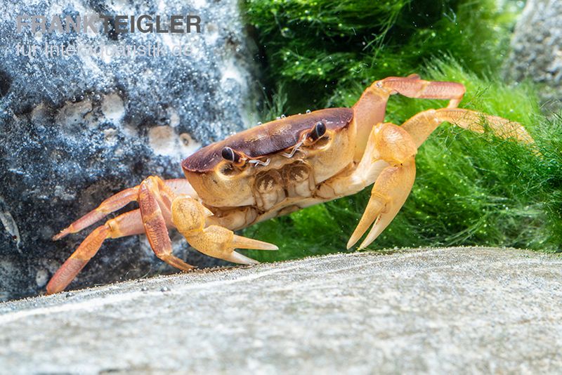 Orangenkrabbe, Sundathelphusa sp. "orange", Zufällig ausgewählt