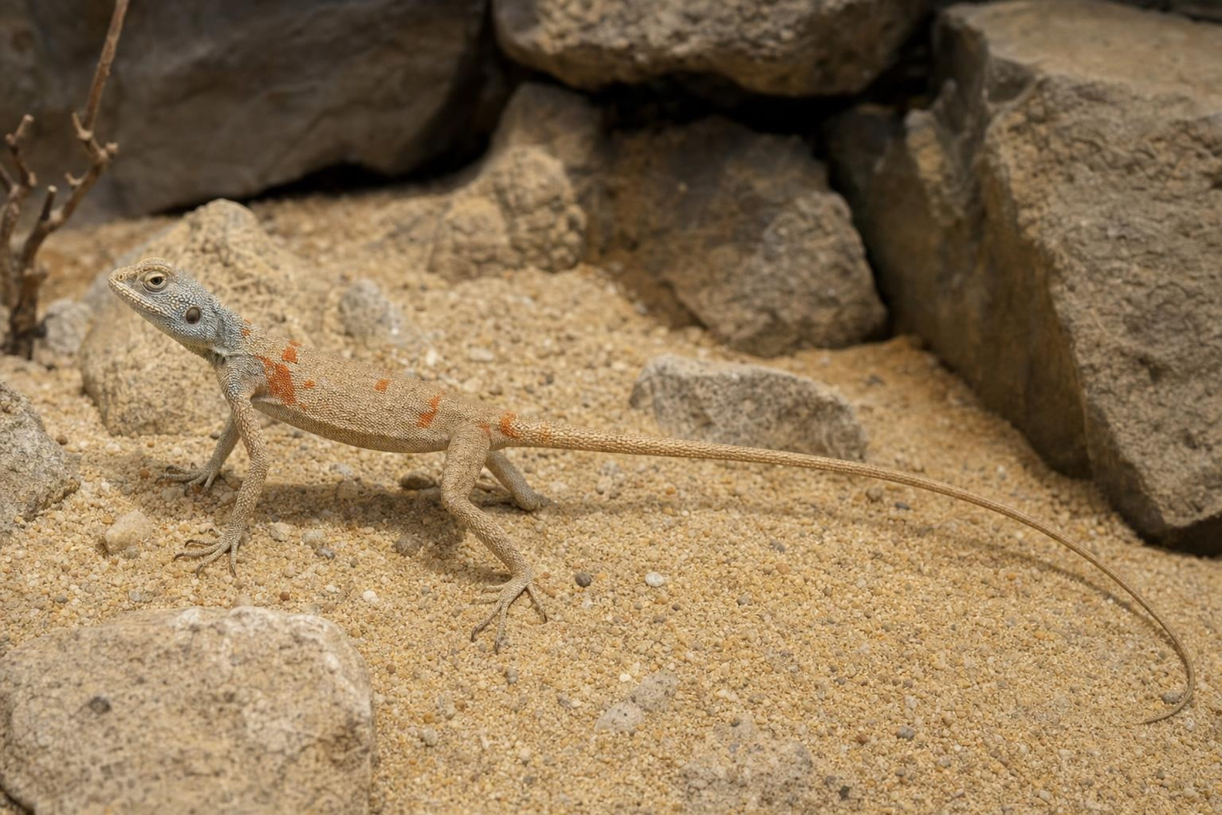 Sinai-Agame, Pseudotrapelus sinatus