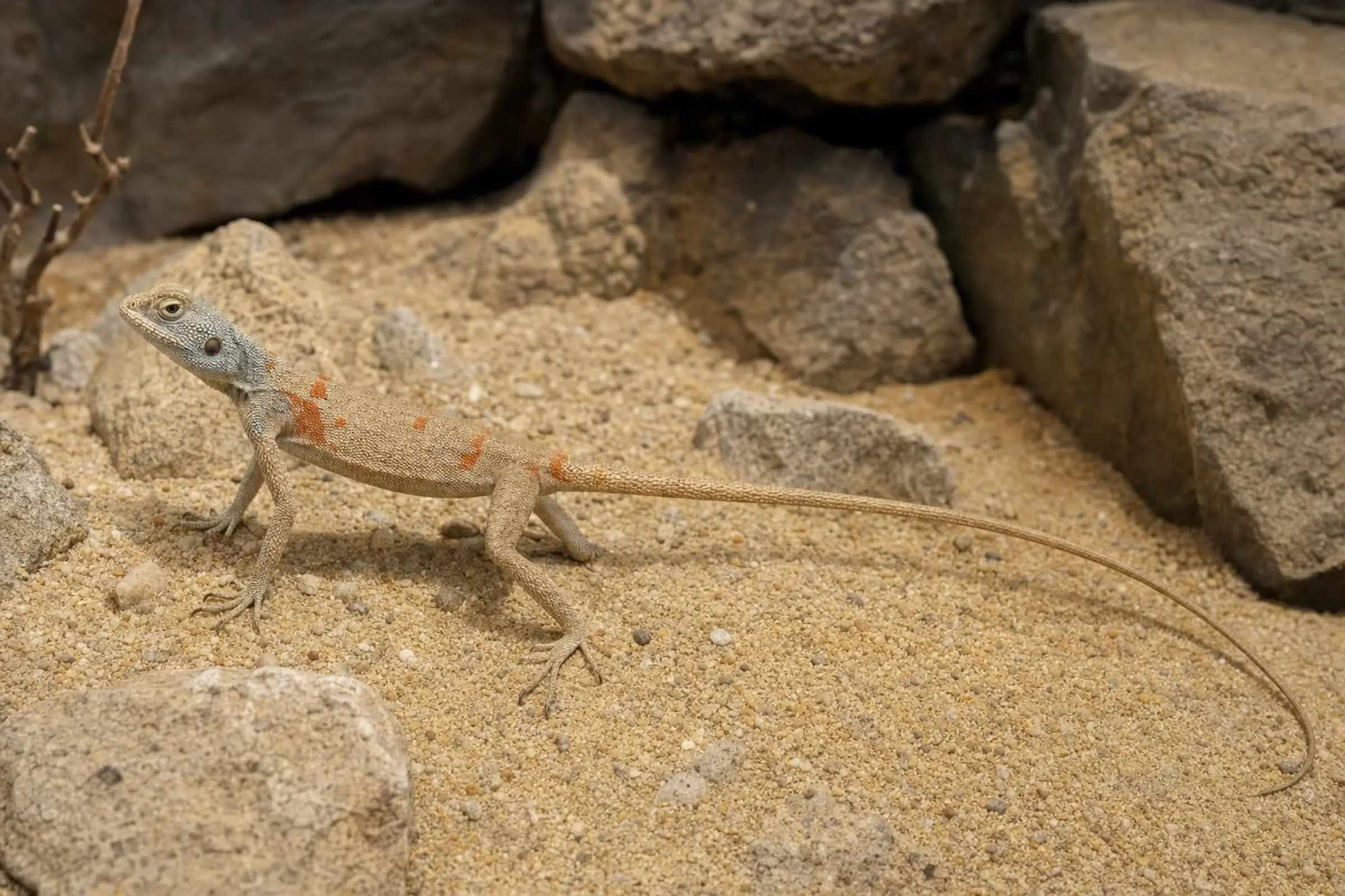 Sinai-Agame, Pseudotrapelus sinatus