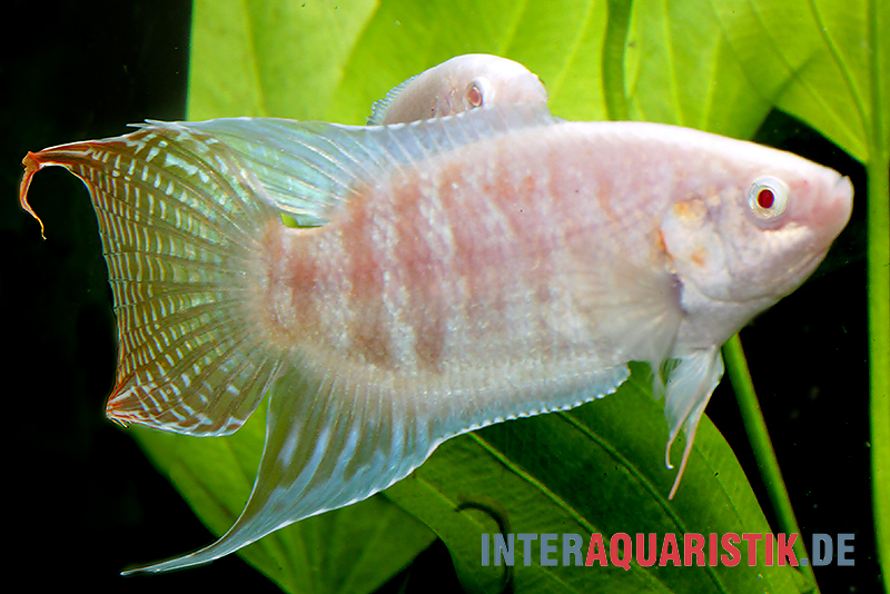 Paradiesfisch albino, Macropodus opercularis