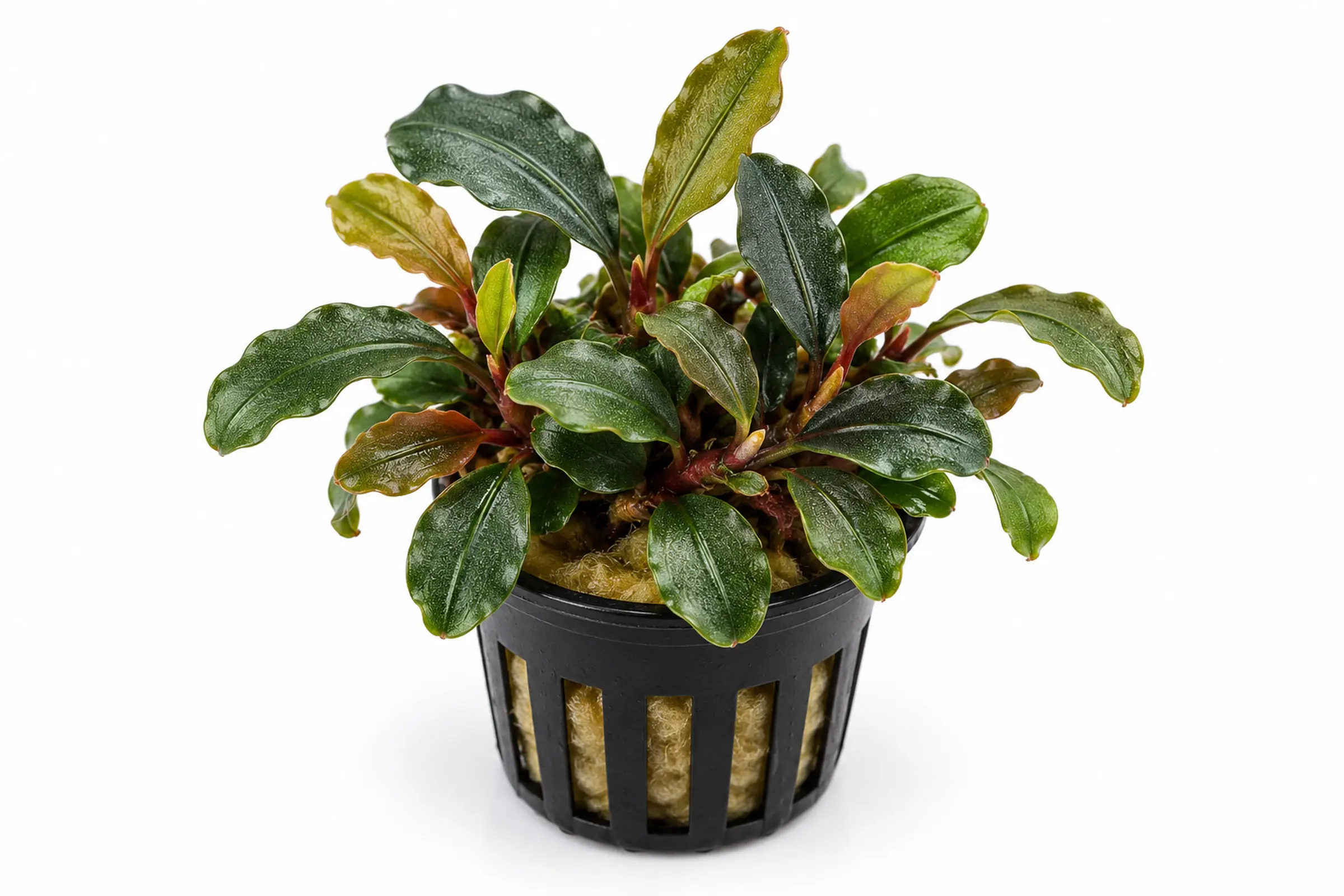 Bucephalandra brownie Ghost Ulu Kapus mit dunklen Blättern im Topf vor weißem Hintergrund.