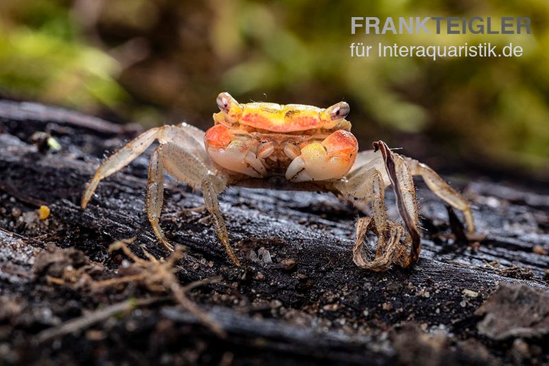 Smaragdkrabbe, Metasesarma spec. "Green Emerald" (Emerald Crab), Zufällig ausgewählt