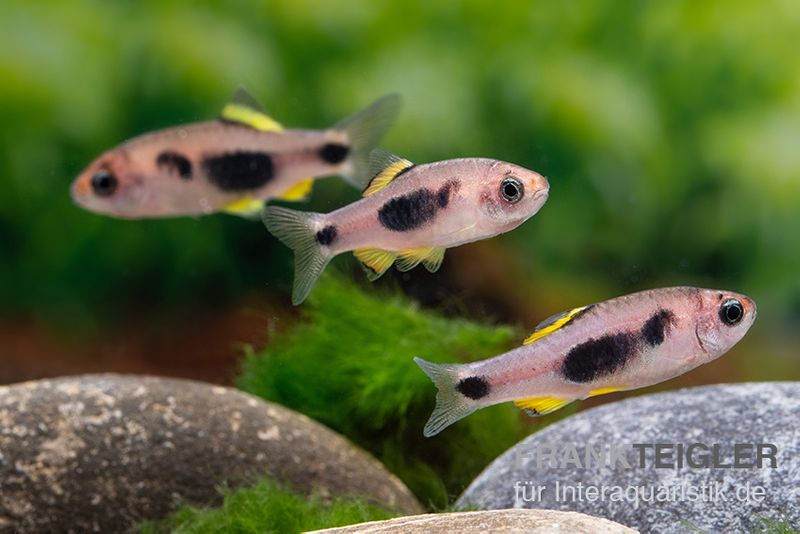 Schmetterlingsbarbe, Barbus hulstaerti (Minifisch), 5 Stück