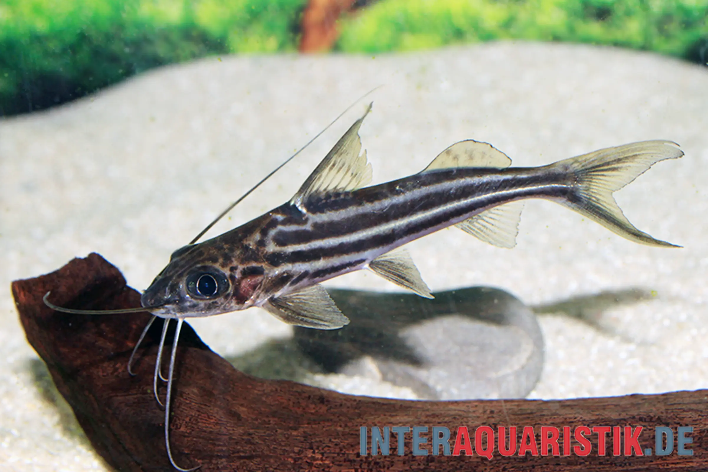 Streifiger Wels auf Holzdekor im Aquarium