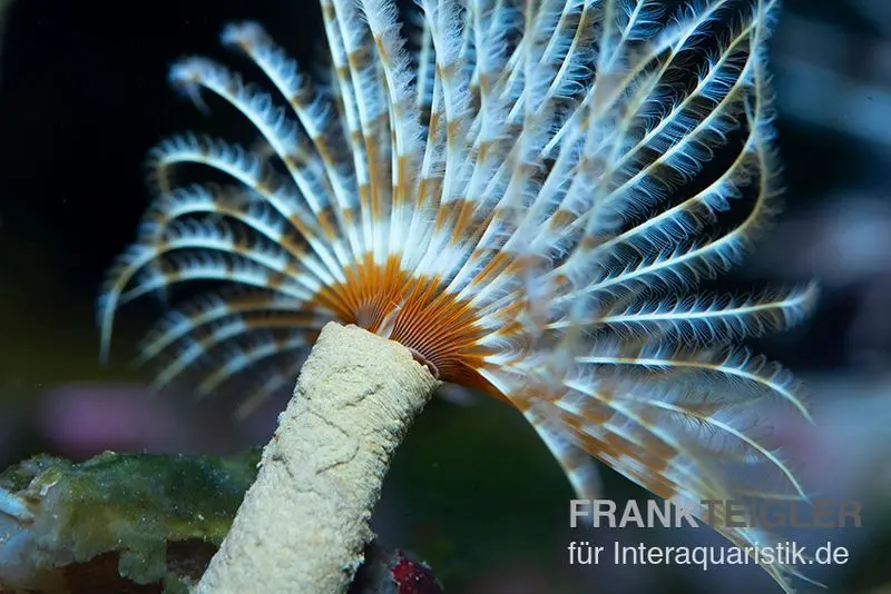 Röhrenwurm-Mix, Sabellastarte indica