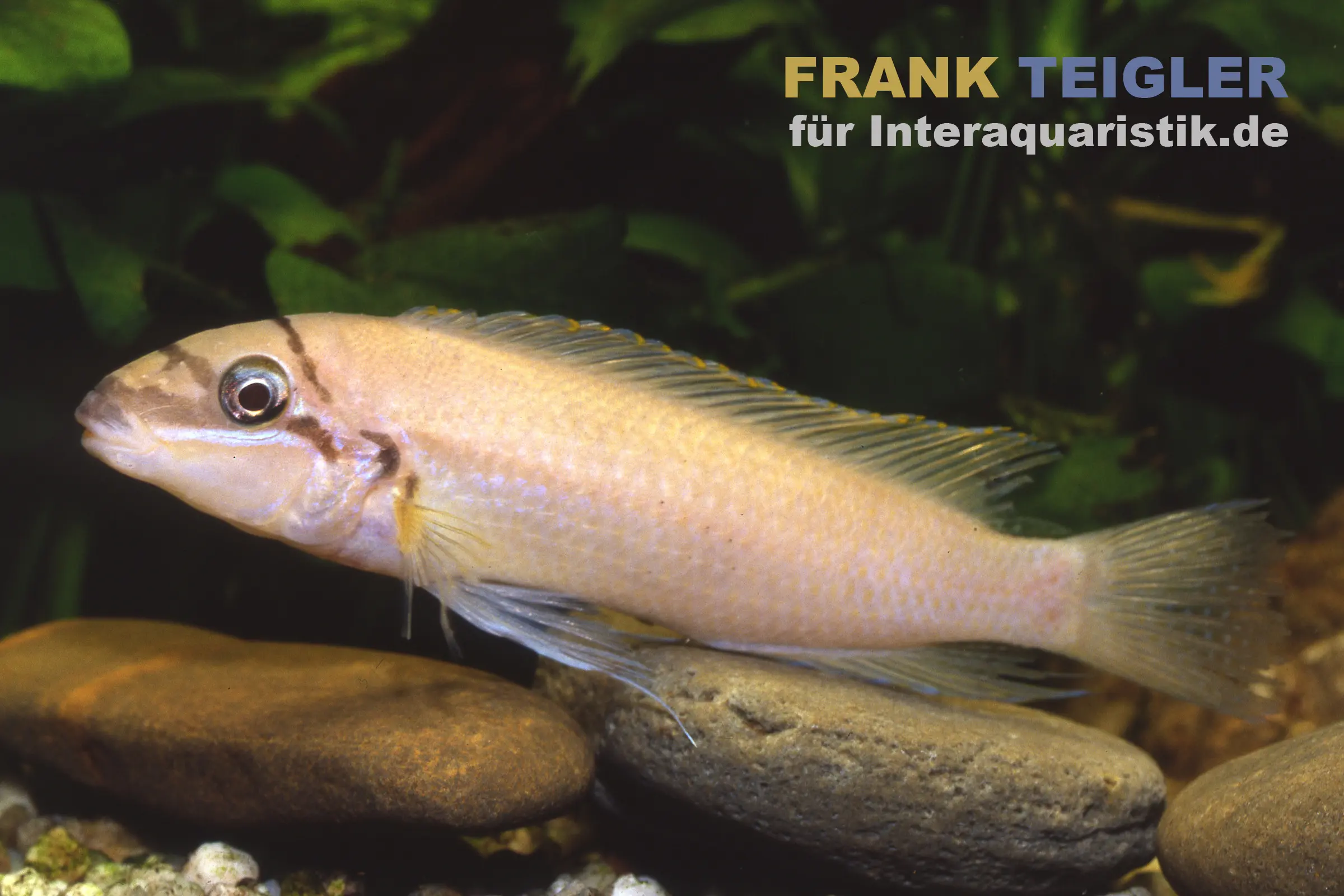 Brichards Schlankcichlide, Chalinochromis brichardi