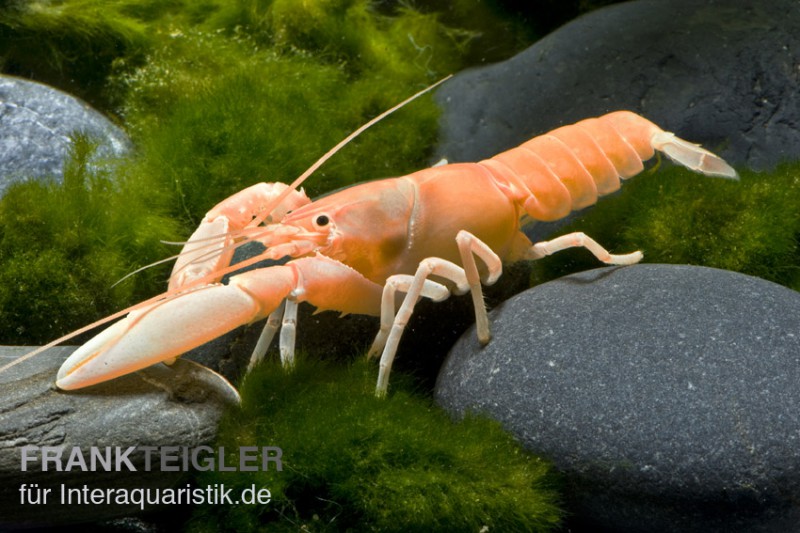 Aprikosenkrebs, Cherax holthuisi