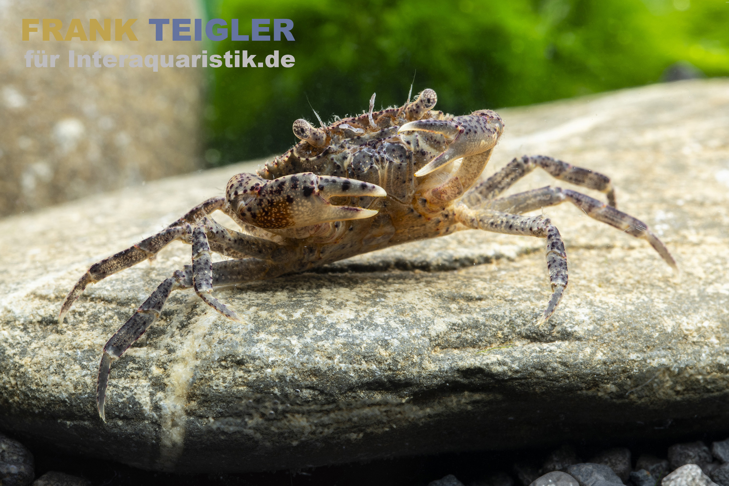 Reisfeldkrabbe, Siamthelphusa ranongensis