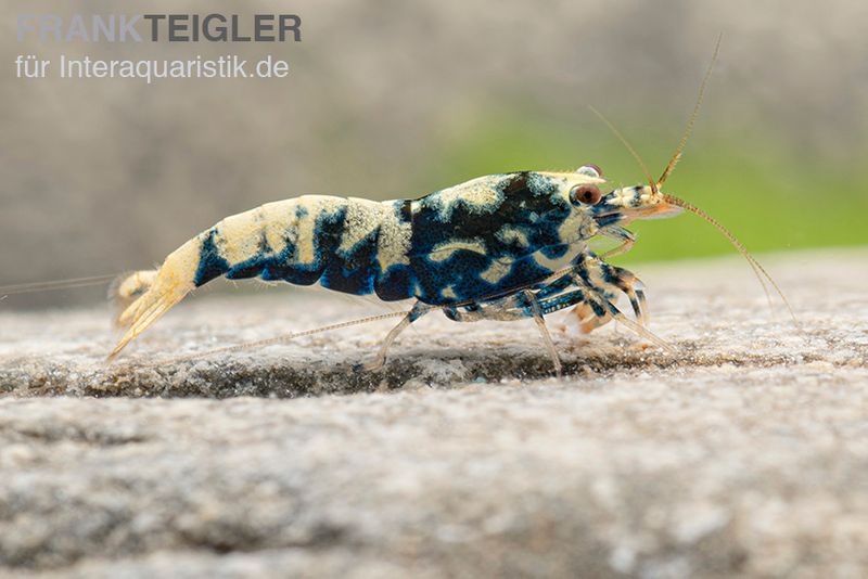 Black Galaxy Garnele Mix, Caridina spec. "Black Galaxy"