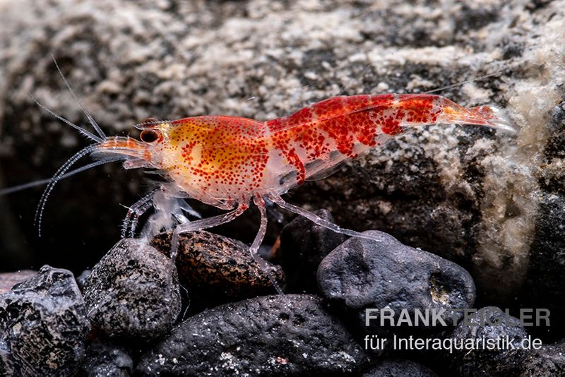 Super Crystal Red Garnele, Caridina logemani