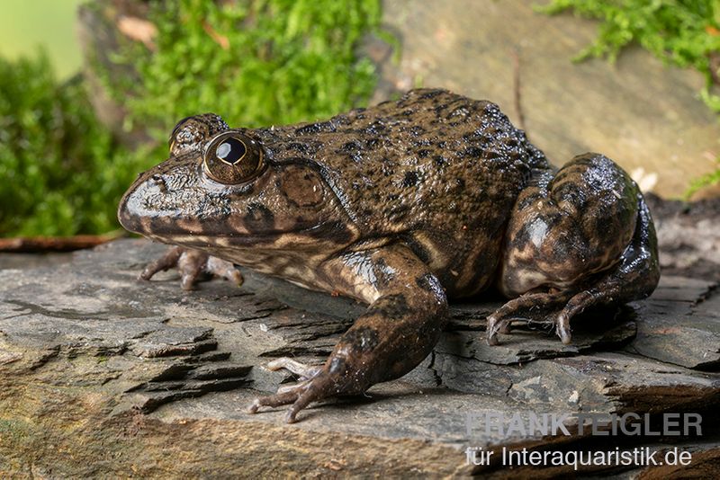 Gekrönter Ochsenfrosch, Hoplobatrachus occipitalis