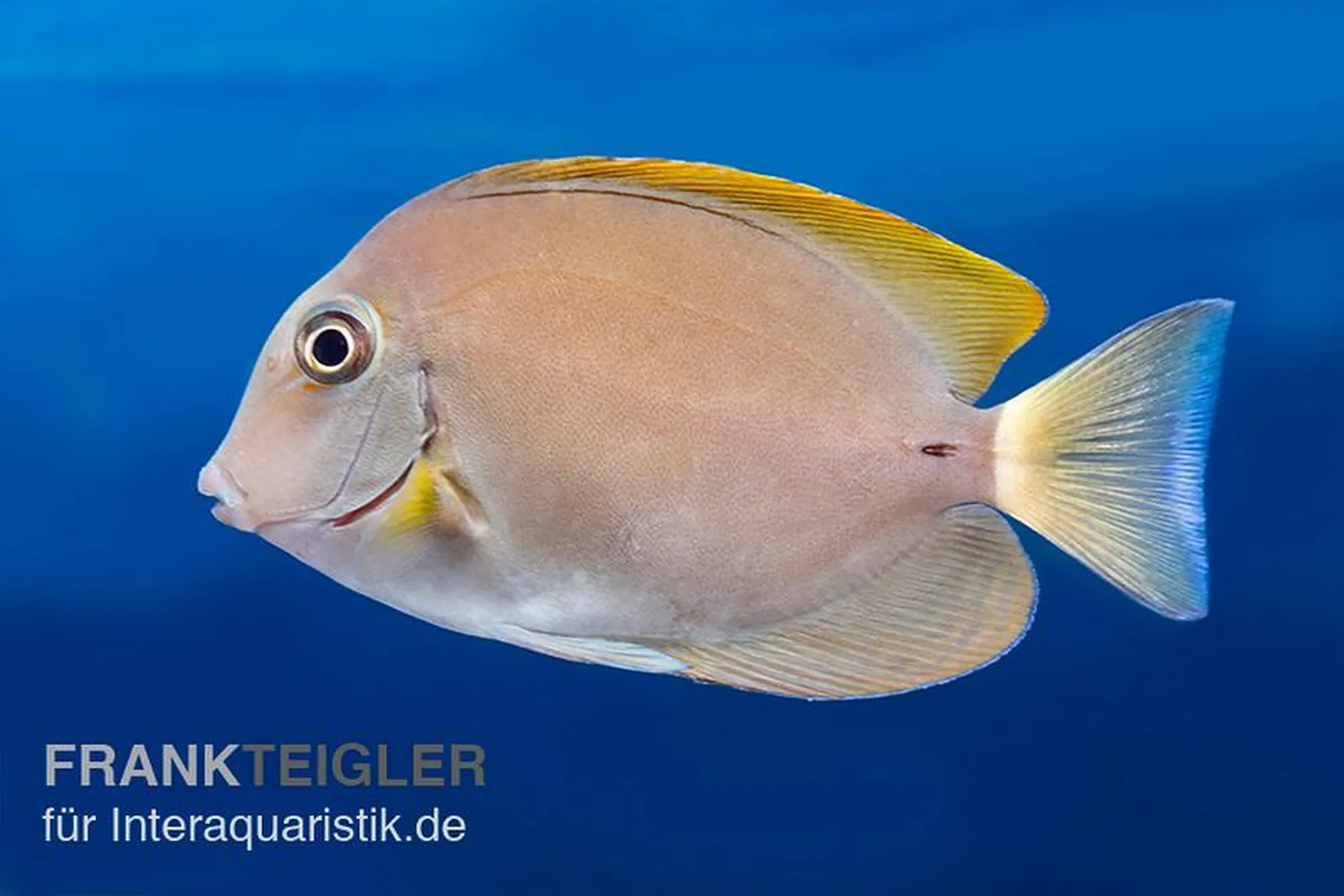 Achselklappen-Doktorfisch, Acanthurus nigricauda