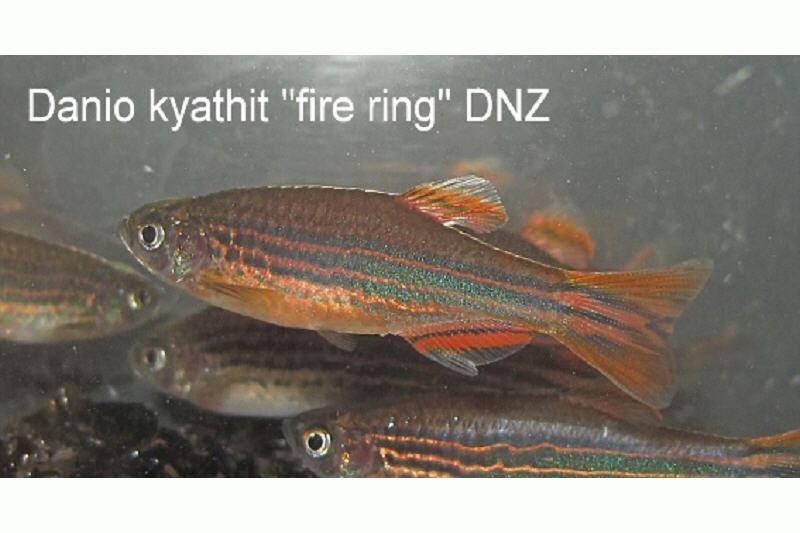 Kyathitbärbling, Danio kyathit Fire Ring (Minifisch), DNZ