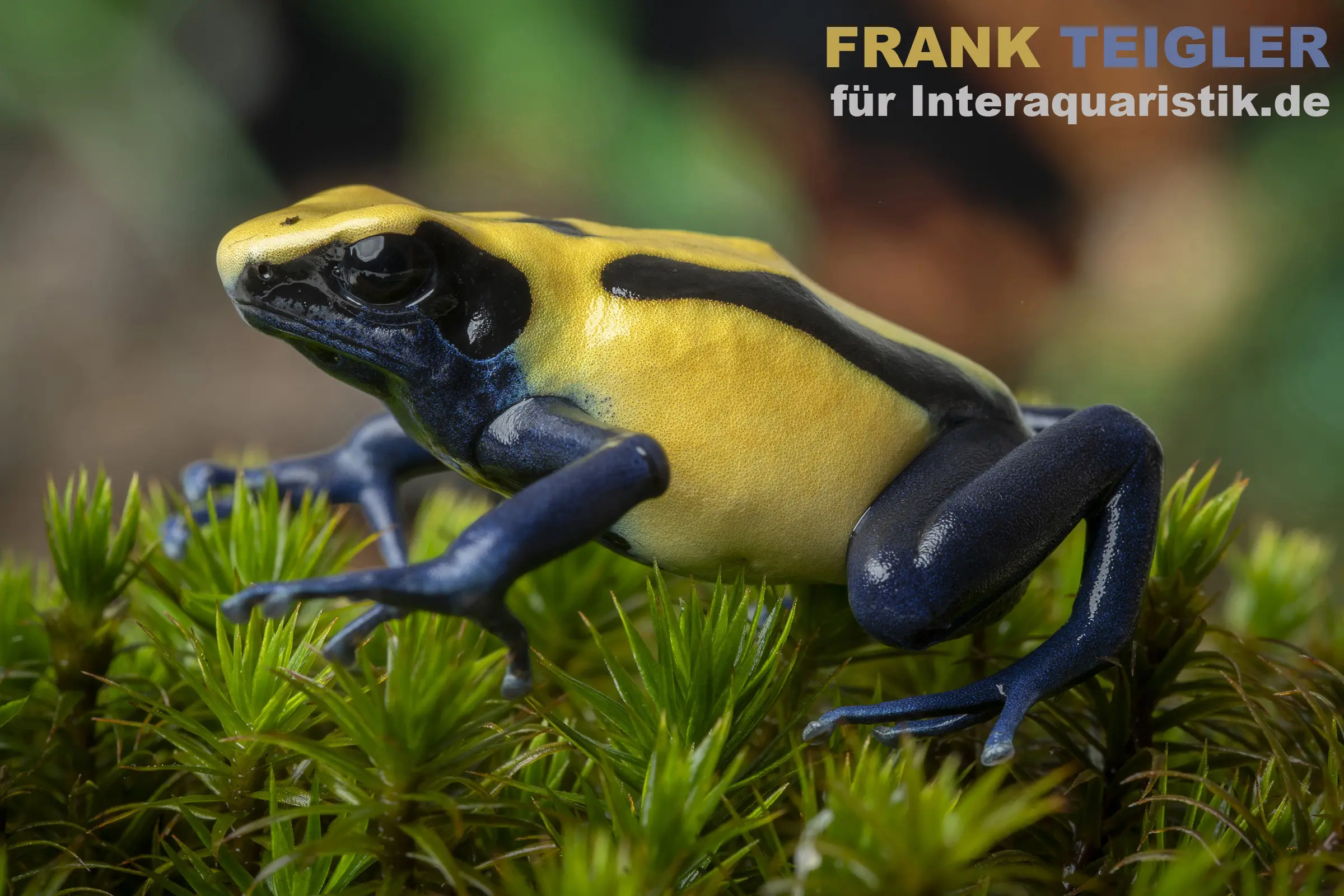 Citronella-Pfeilgiftfrosch, Dendrobates tinctorius Citronella