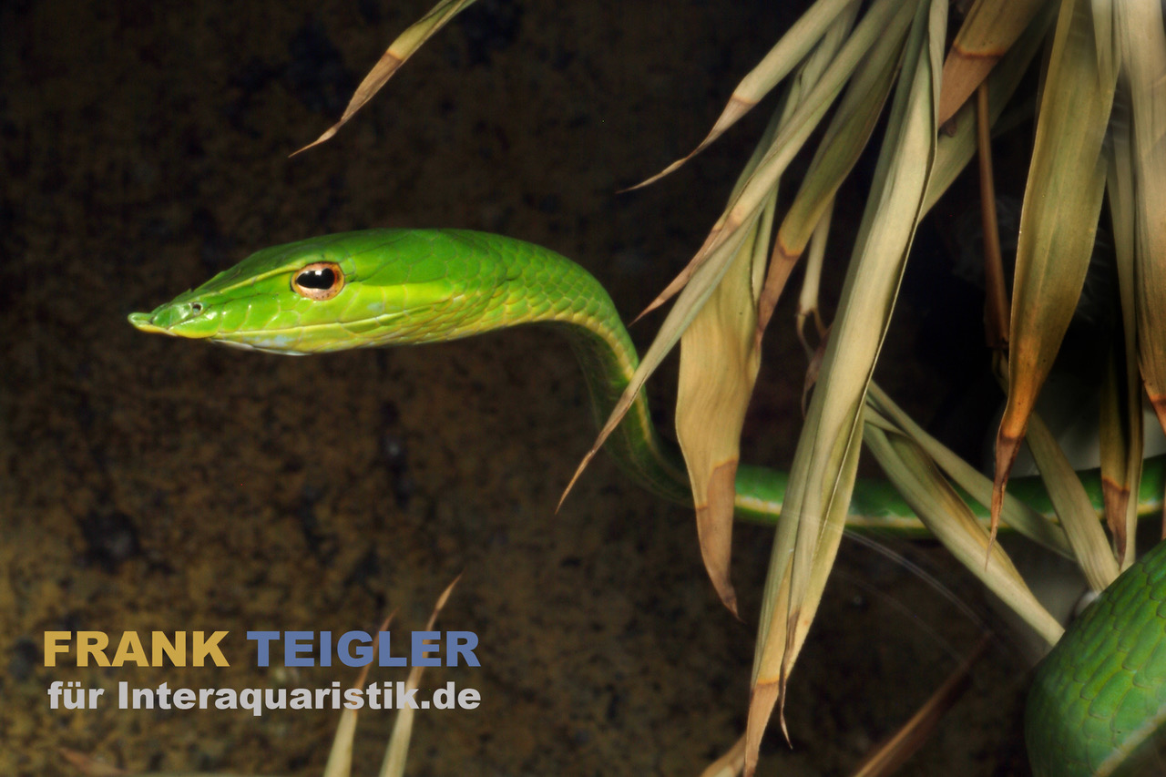 Grüne Peitschennatter, Ahaetulla nasuta