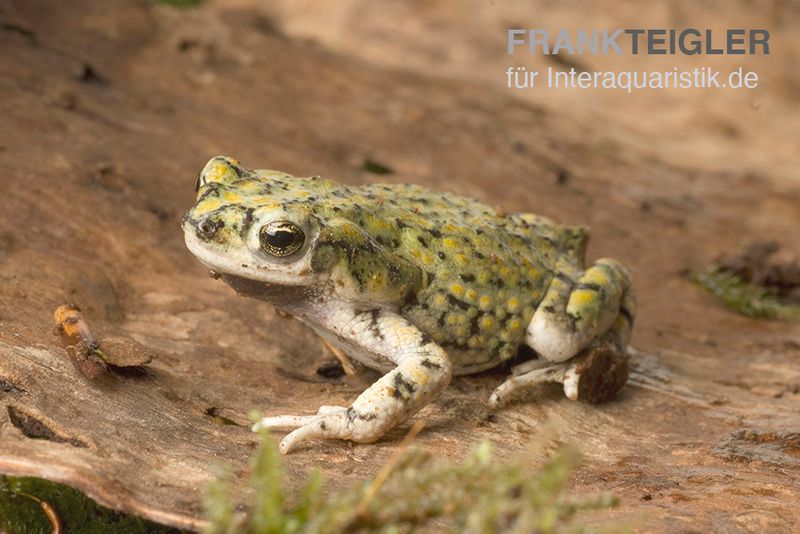 Grüne Zwergkröte, Bufo debilis