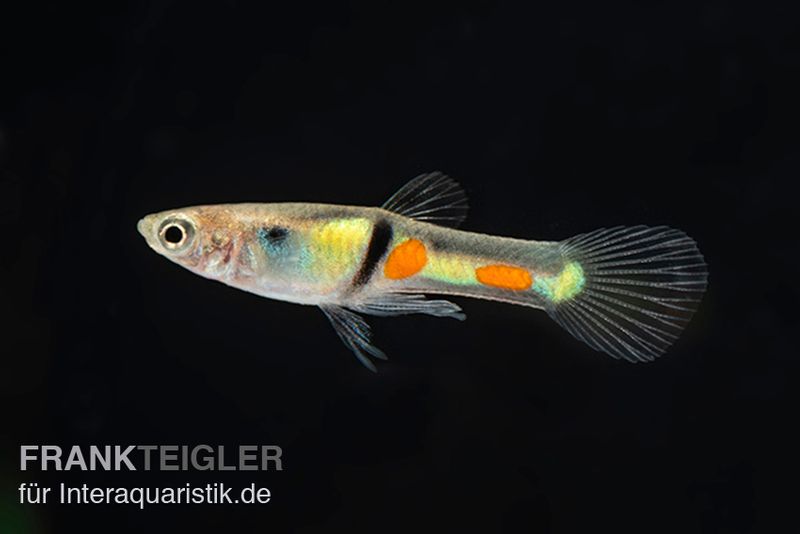 Endler Guppy El Tigre, Poecilia wingei