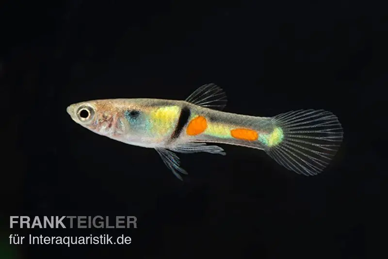 Endler Guppy El Tigre, Poecilia wingei, paarweise (Minifisch)