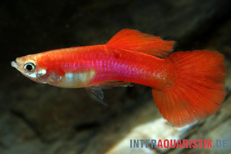 Guppy blond-rot, Poecilia reticulata, Männchen