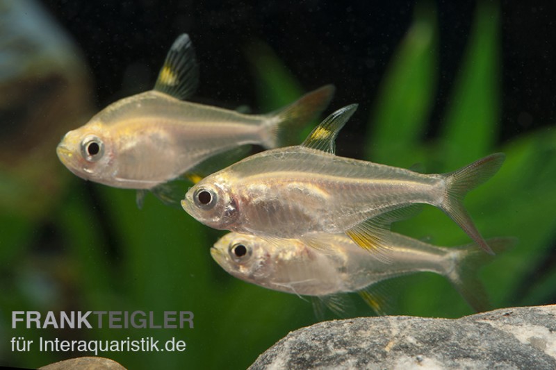 Sternflecksalmler gold, Pristella maxillaris (Minifisch)