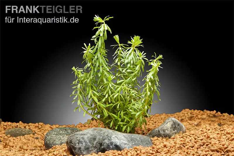 Quirlblättrige Rotala, Rotala wallichii, Im Topf